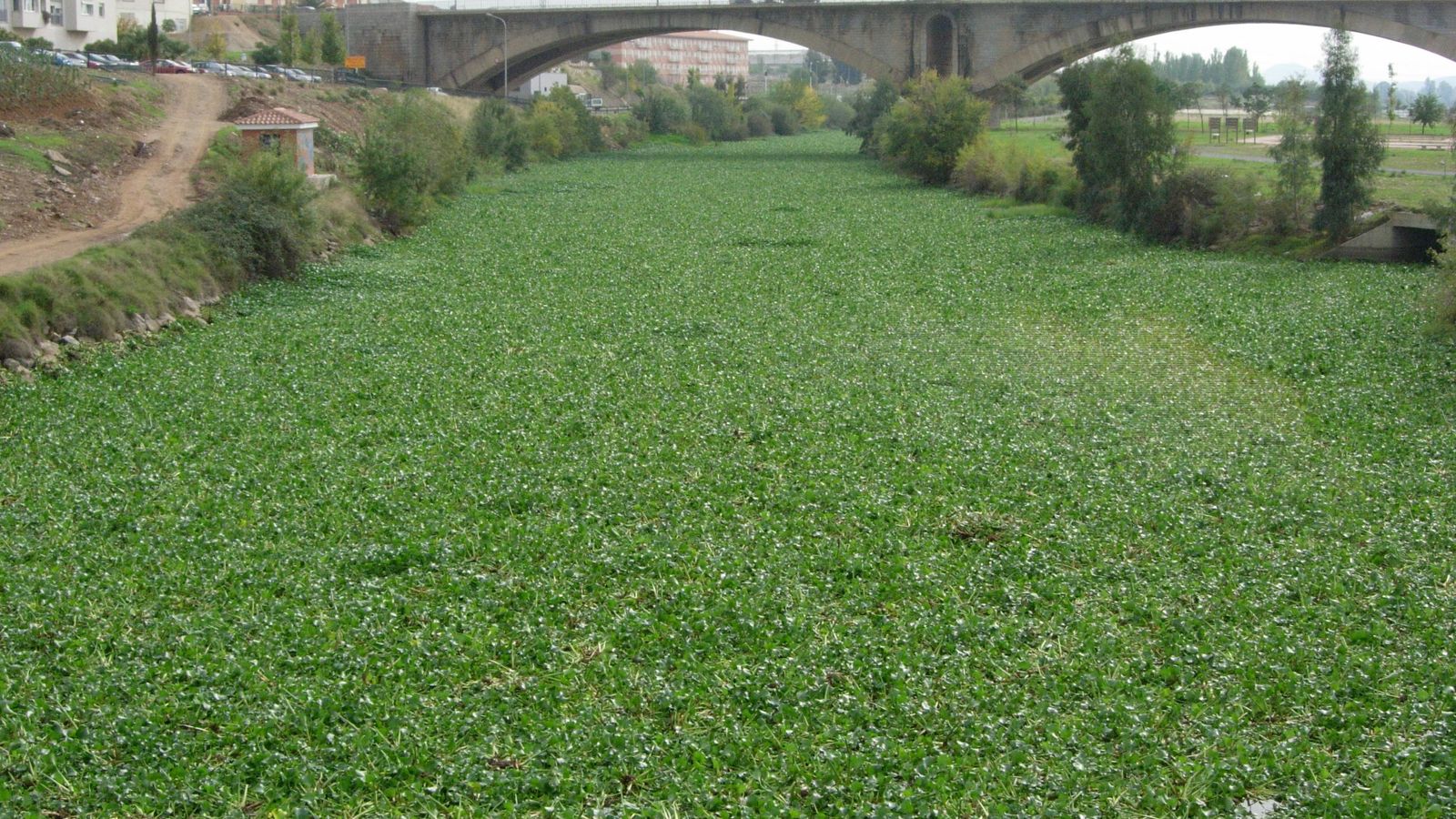 Invasión de camalote en el Guadiana, a su paso por Mérida.
