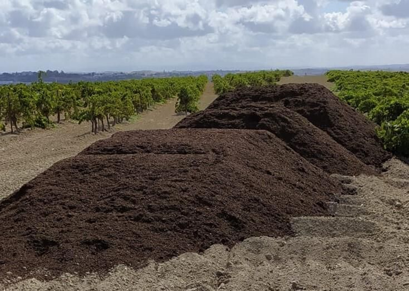 Montañas de estiércol en una viña
