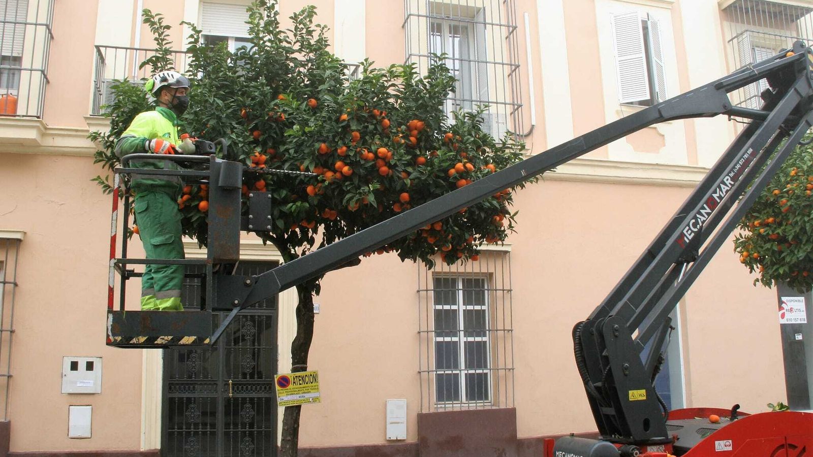 Para las labores de recogida se emplea una plataforma elevadora que alcanza los diez metros de altura.
