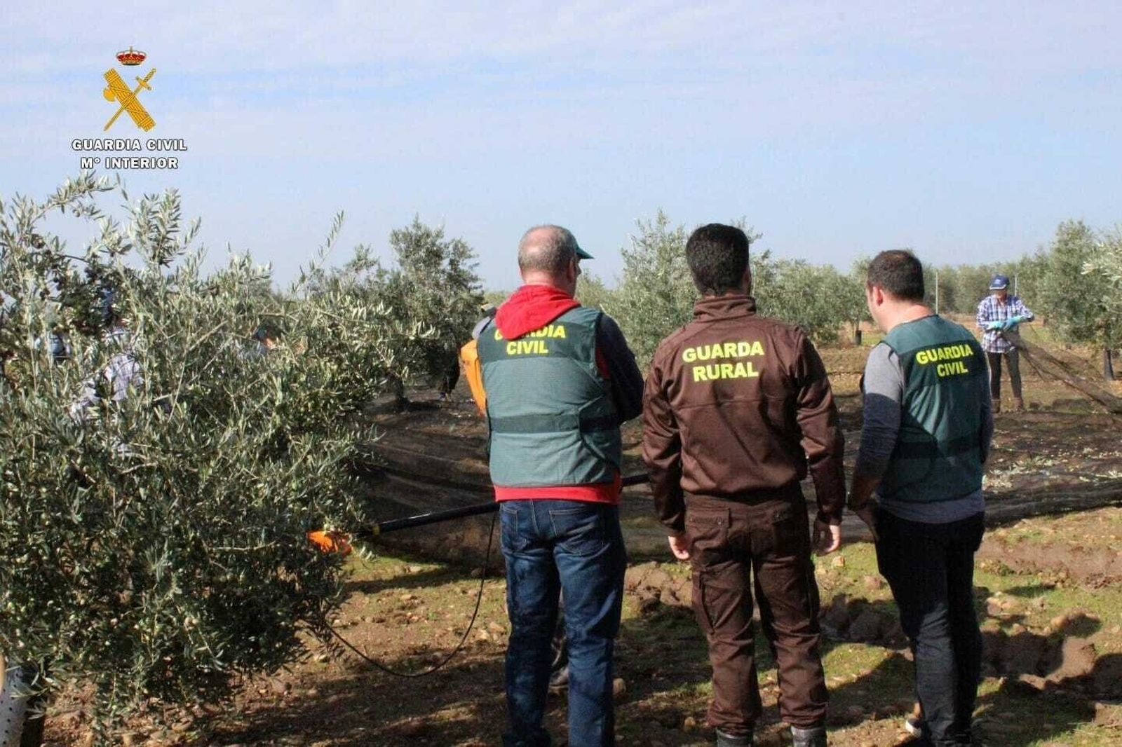 Dos investigados en Granada por hurtar 171 kilos de aceituna en Algarinejo