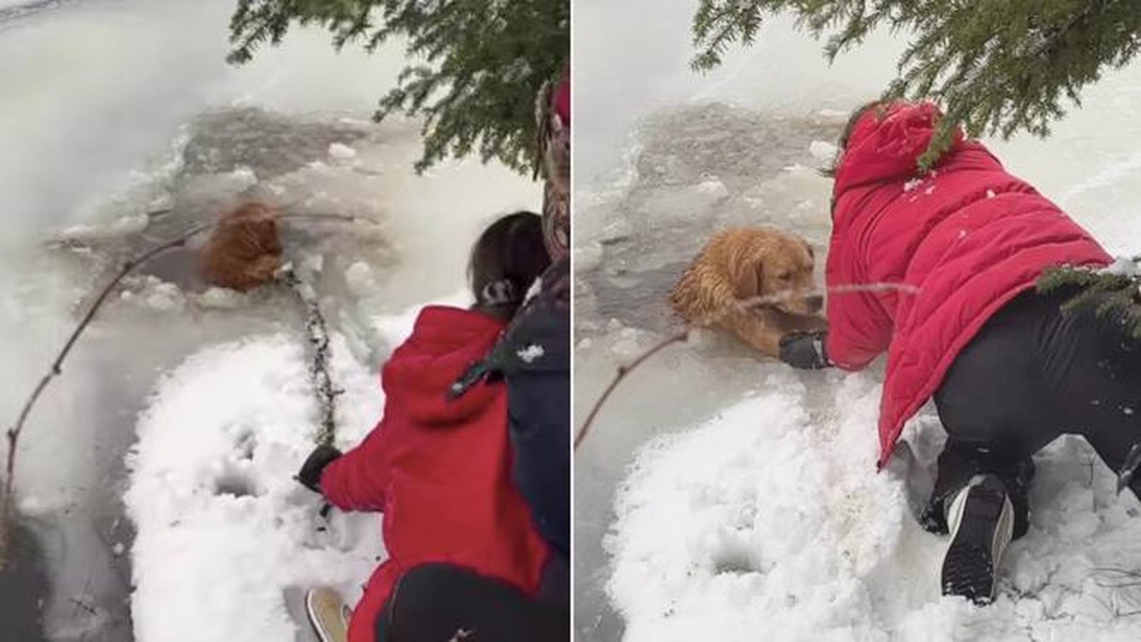 Una mujer arriesga su vida para salvar a un perro golden retriever de un lago congelado