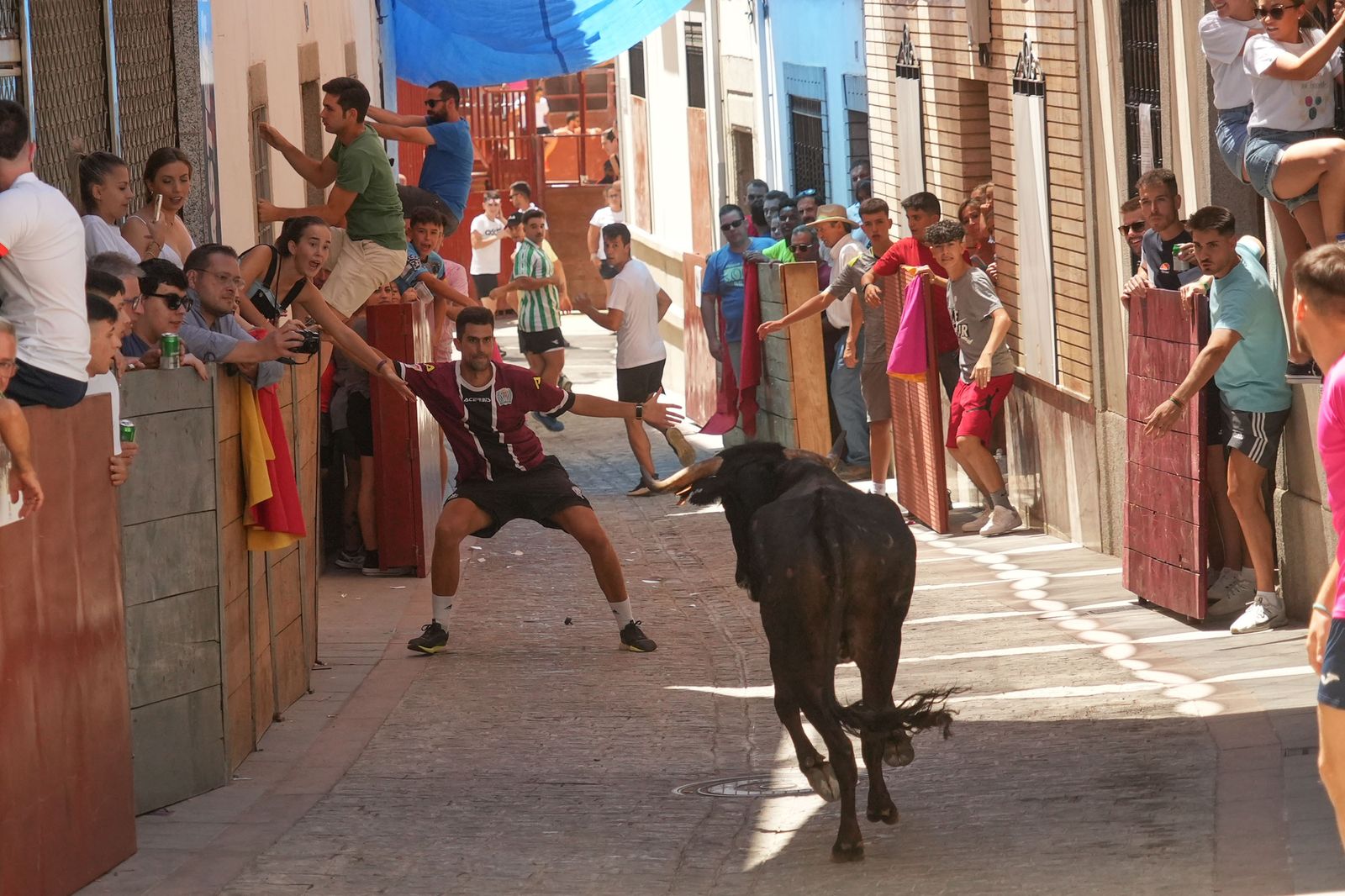 El encierro de vaquillas por Santa Ana El Viso, en imágenes