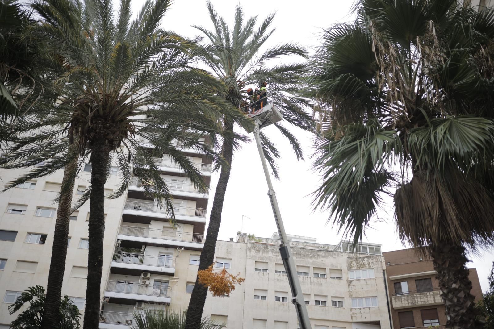 Susto en Huelva: las imágenes de la palmera derribada por el viento en El Punto