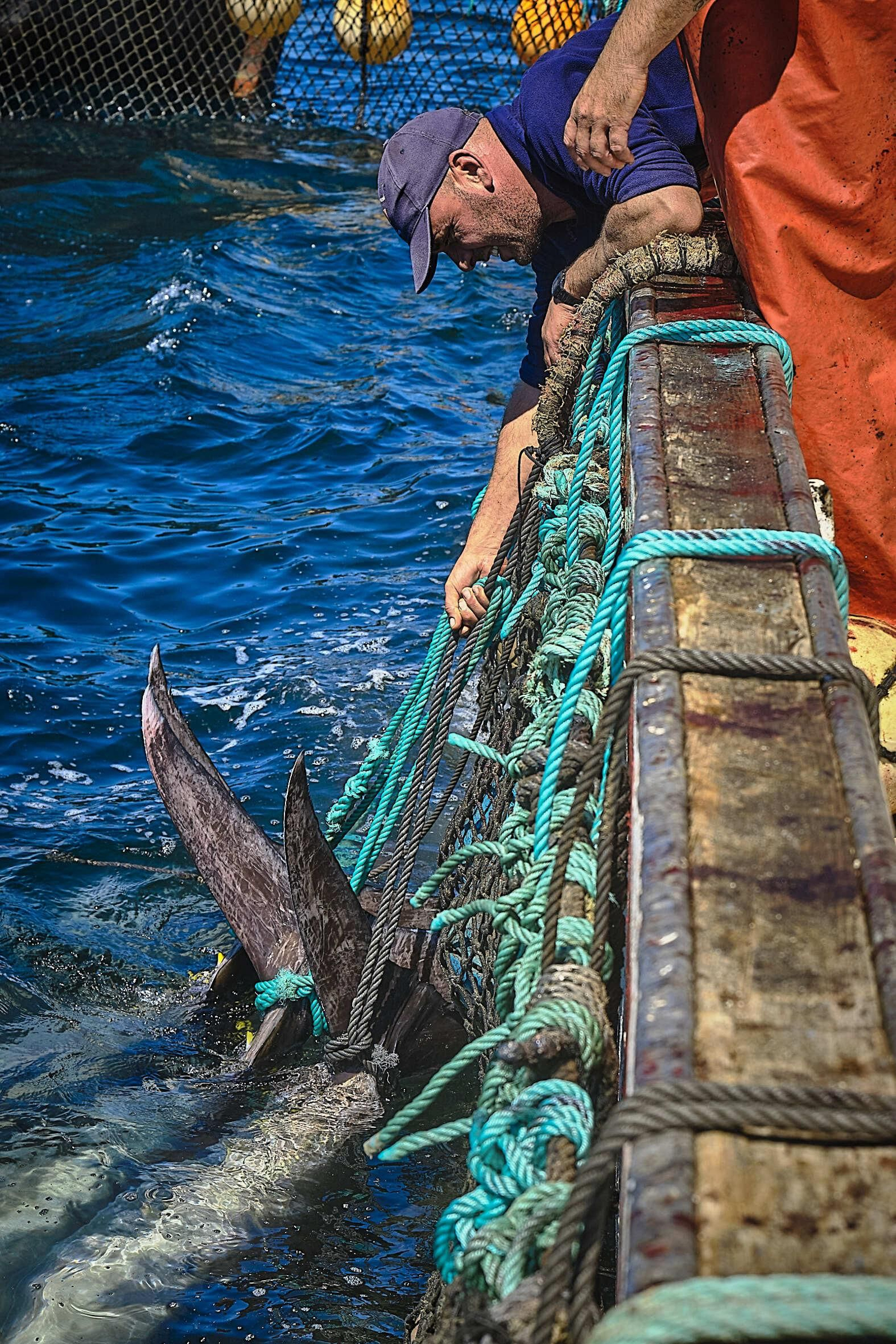 Almadraba de Barbate. Imágenes de la primera 'levantá' de atunes.