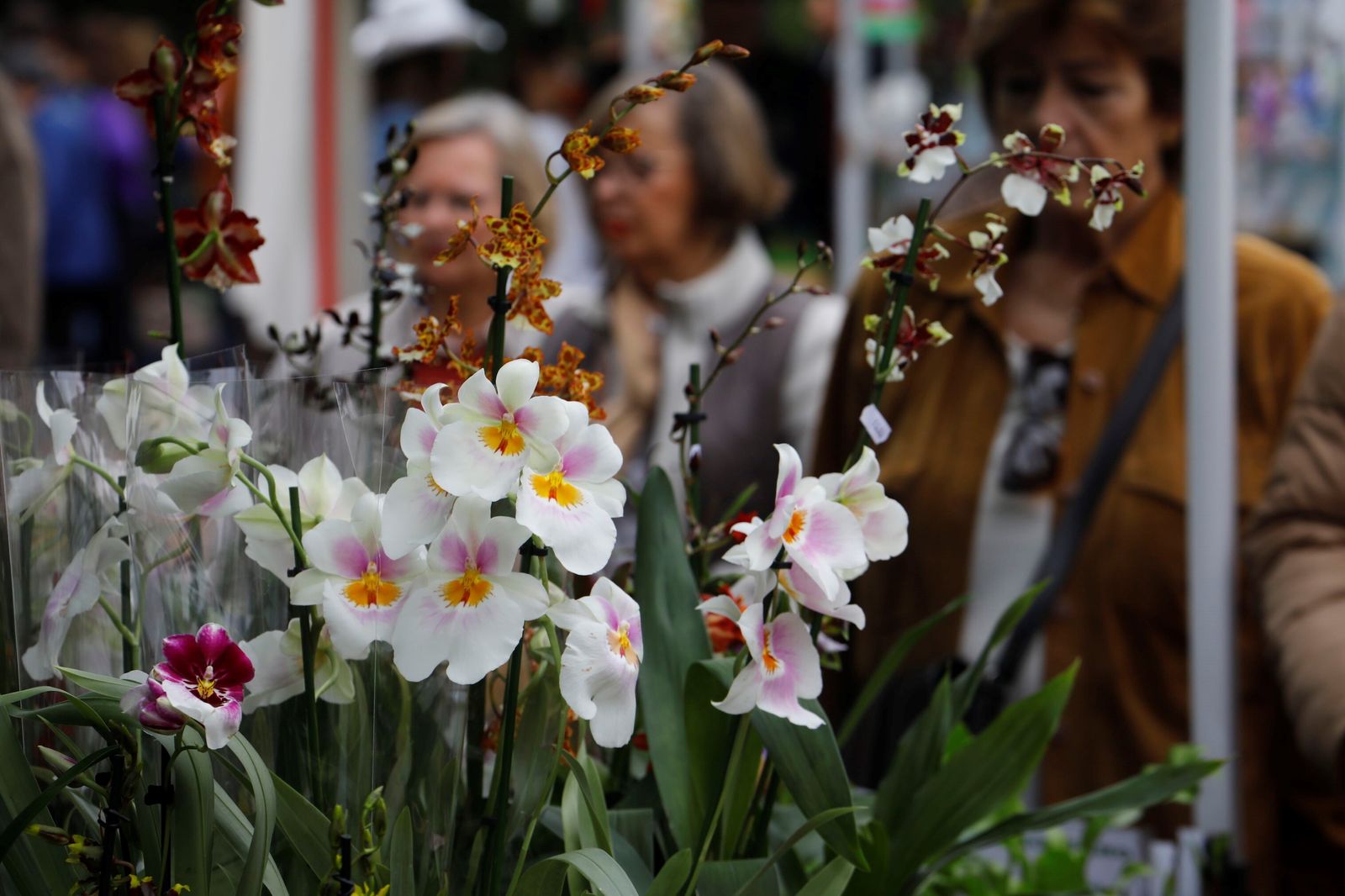 Así es la III Feria de las Orquídeas de Córdoba, en fotografías
