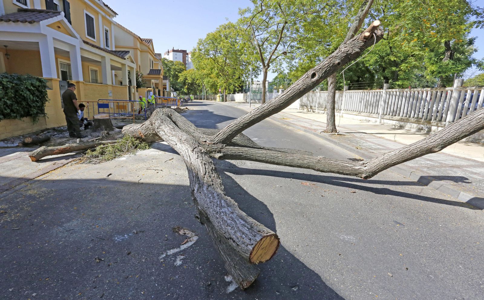Imagen de la tala tomada ayer en calle Varsovia.