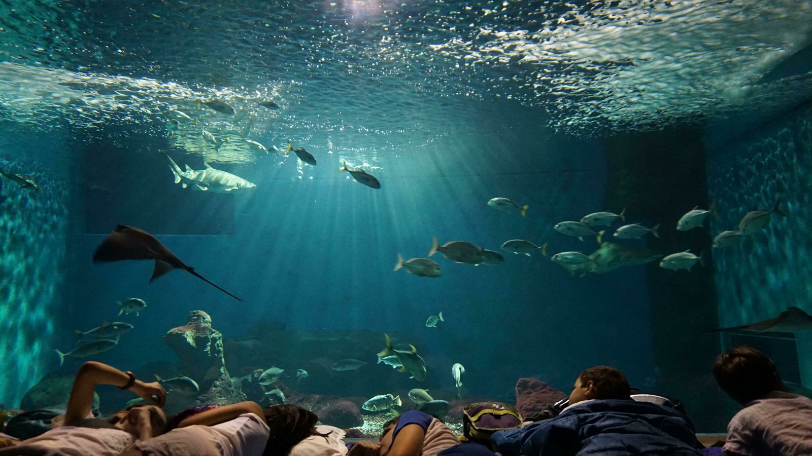 Noche con tiburones en el Acuario de Sevilla.