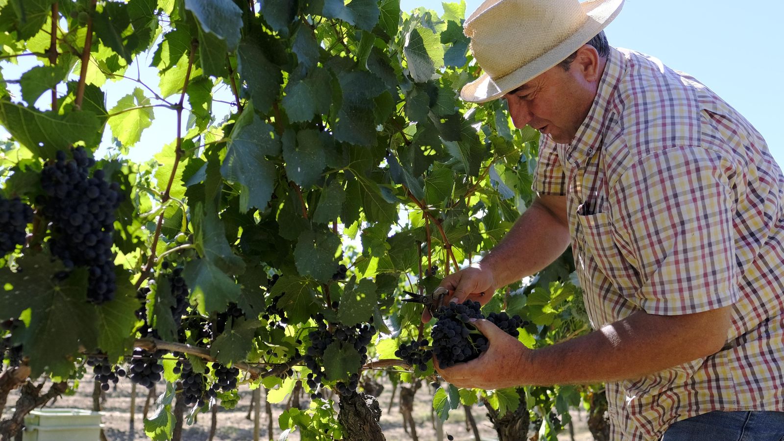 El corte de la uva se realiza de forma manual.