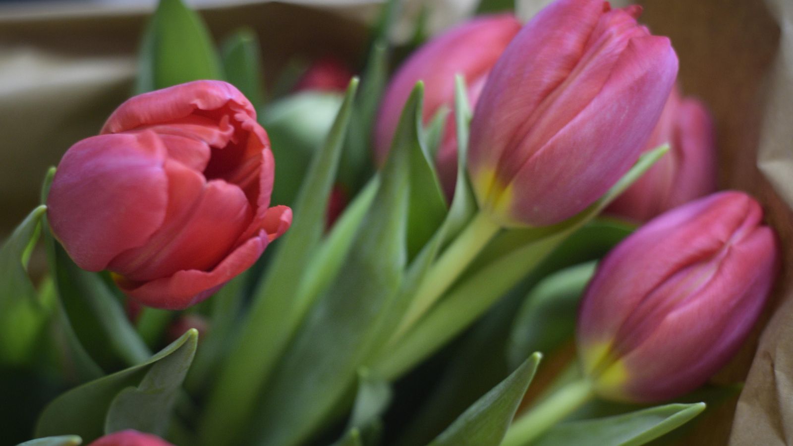Tulipanes para autorregalarte para San Valentín.
