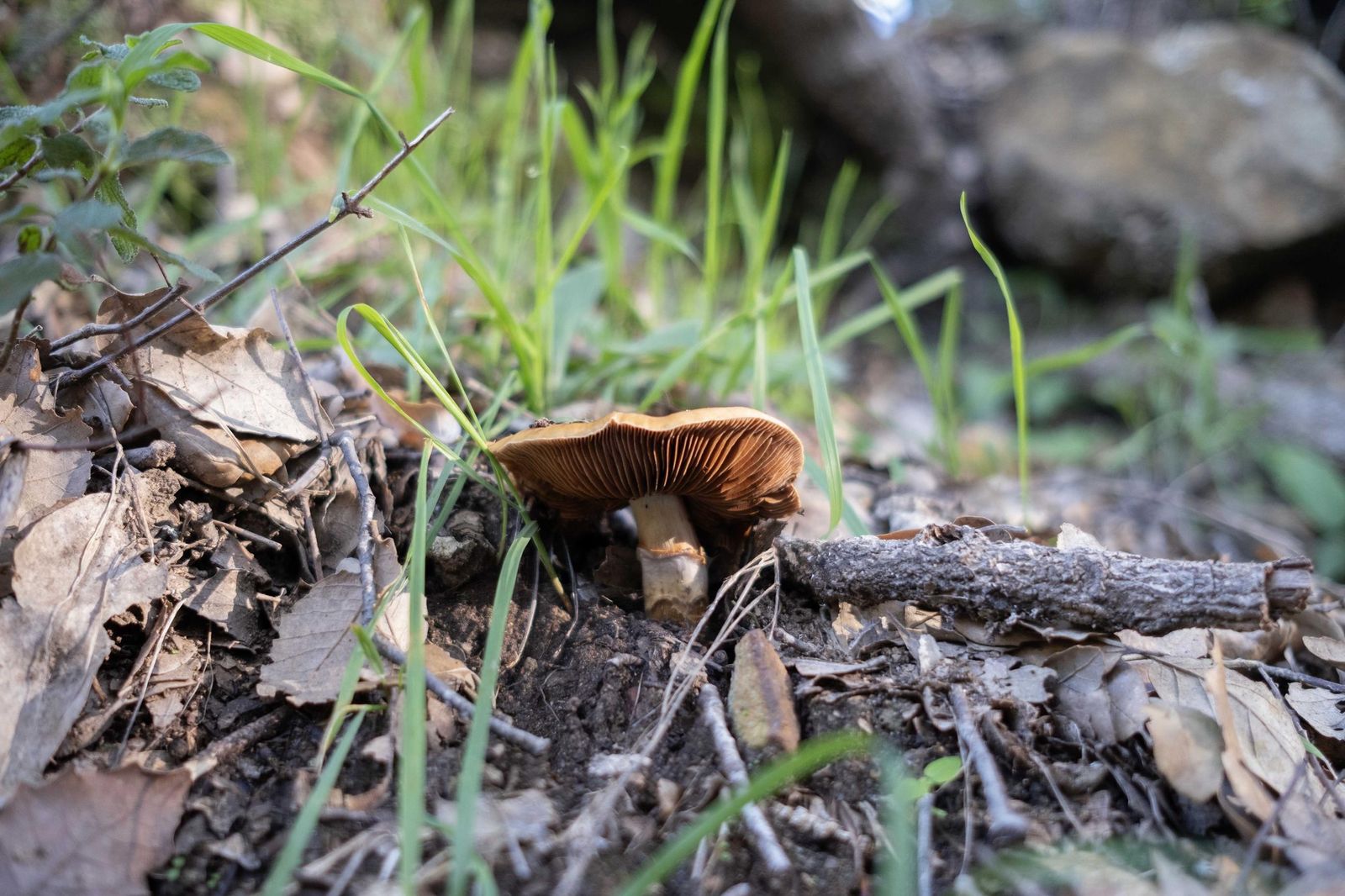 Jornadas micológicas de Cortes de la Frontera, en fotos