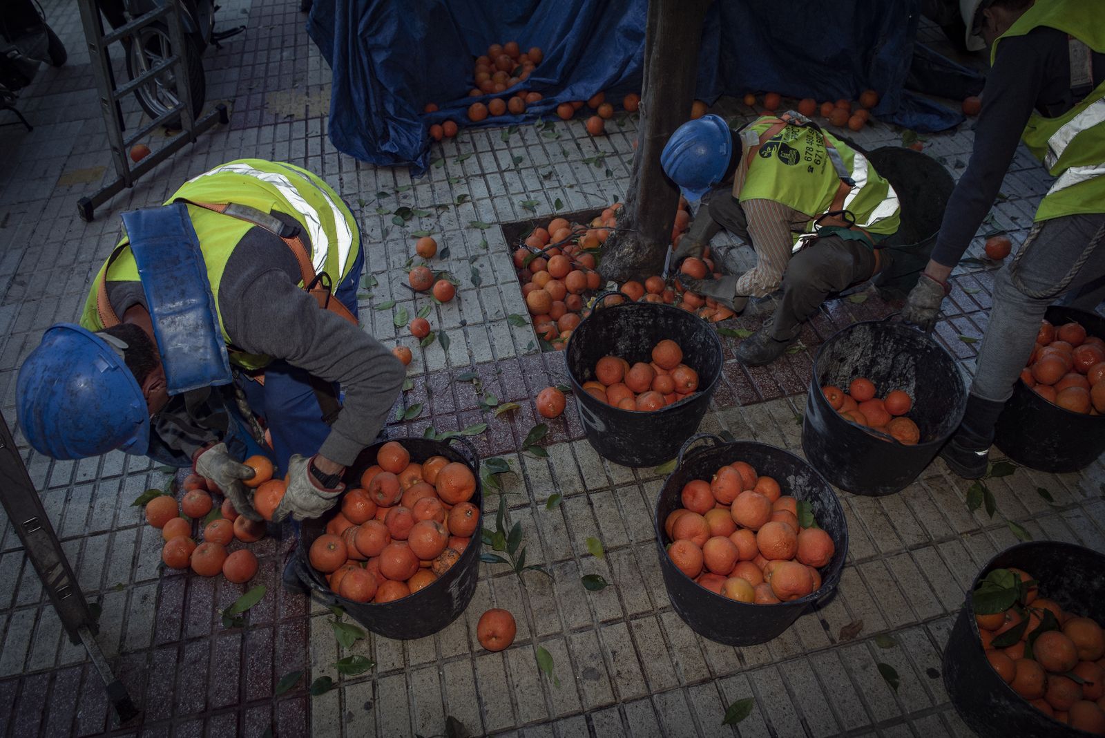 La recogida de naranja amarga en Sevilla