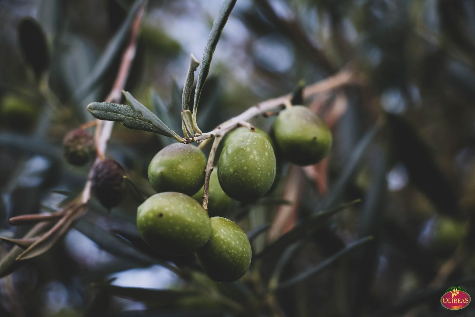 Los mayores y la cultura del olivo, protagonistas en Beas
