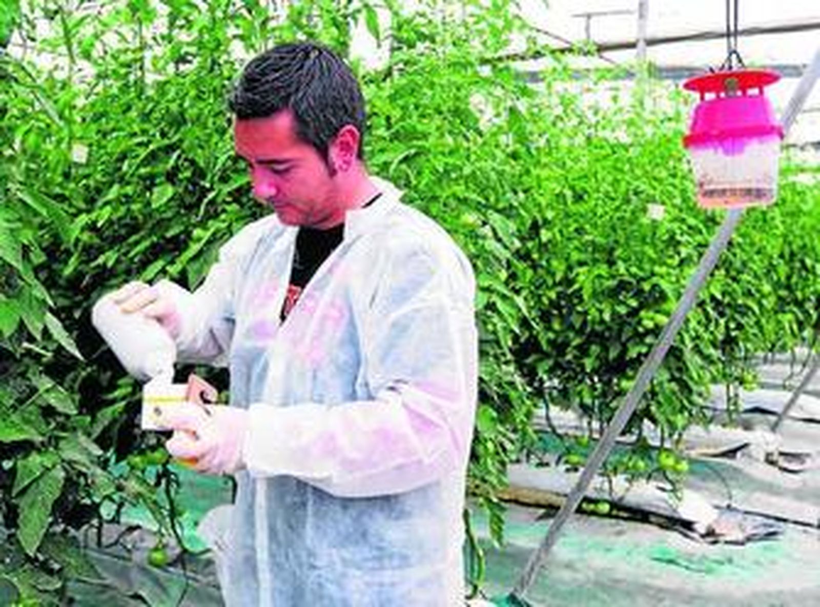 Almería se ha convertido en un referente internacional en producción integrada y control biológico.