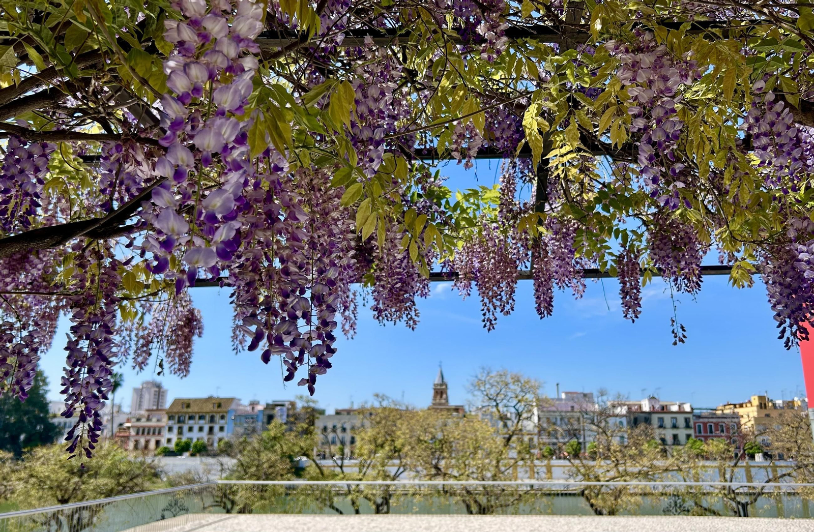 La belleza de las glicinias del Paseo de Cristóbal Colón