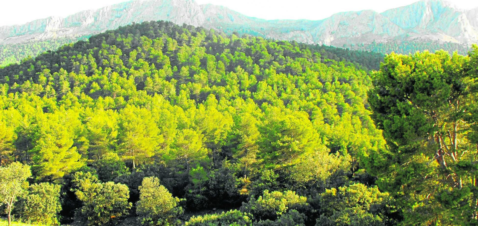 Vista panorámica de la Sierra María (Almería), uno de los bosques más antiguos de la Península Ibérica.