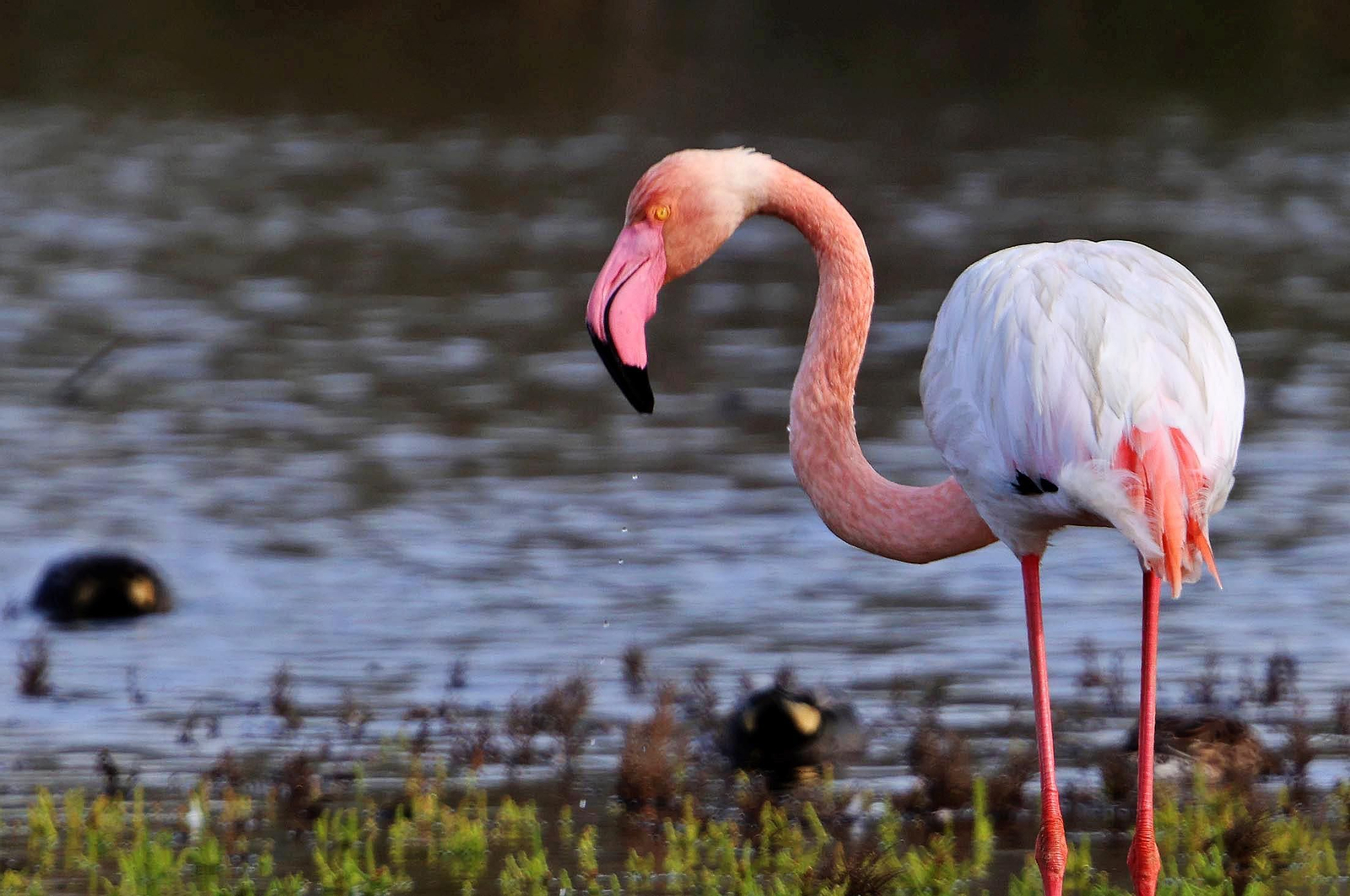 Imágenes de Marismas del Odiel, un Paraje Natural en la confluencia de las desembocaduras de los ríos Tinto y Odiel