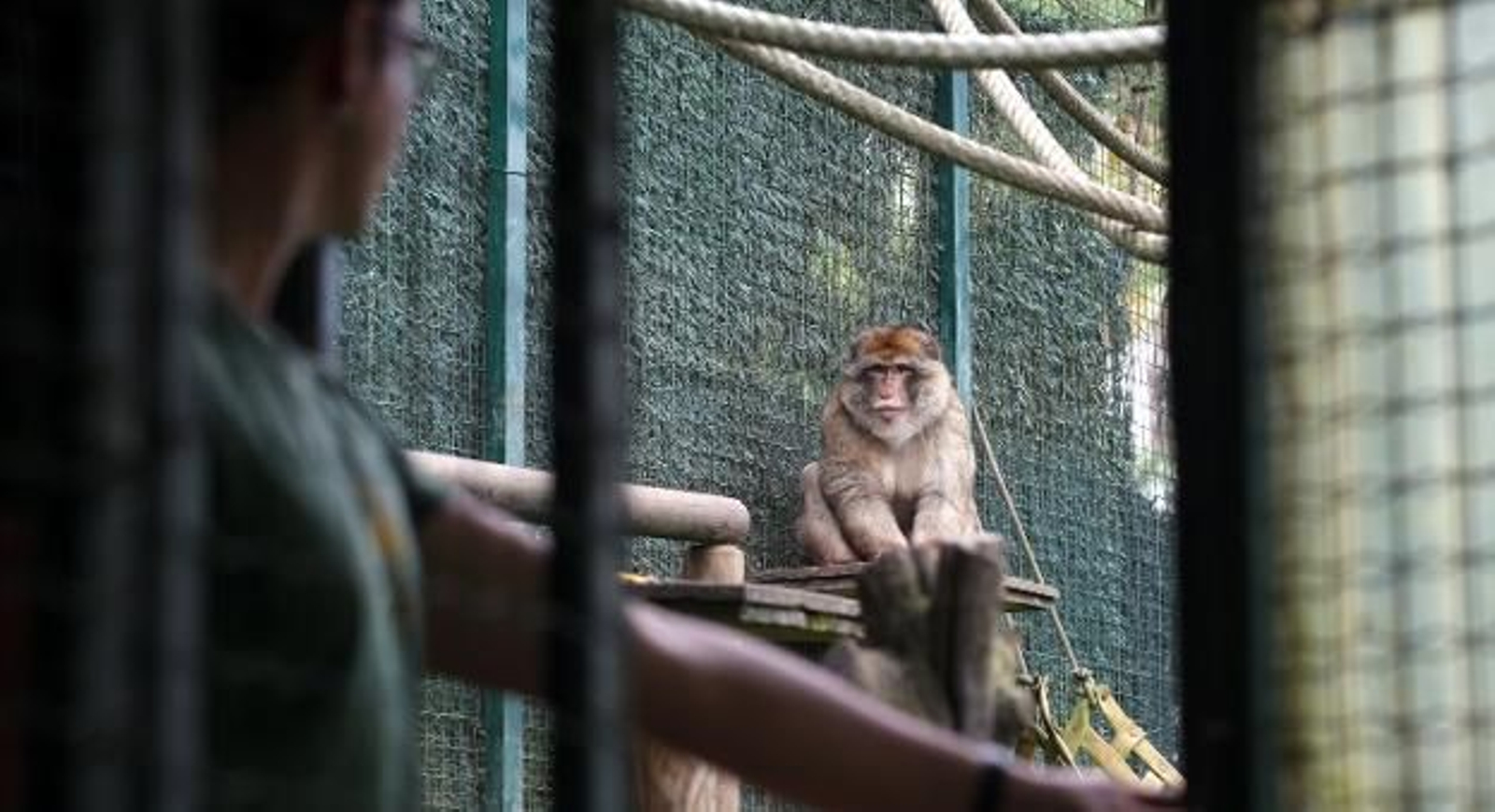 Charlie, en el zoológico de Oviedo