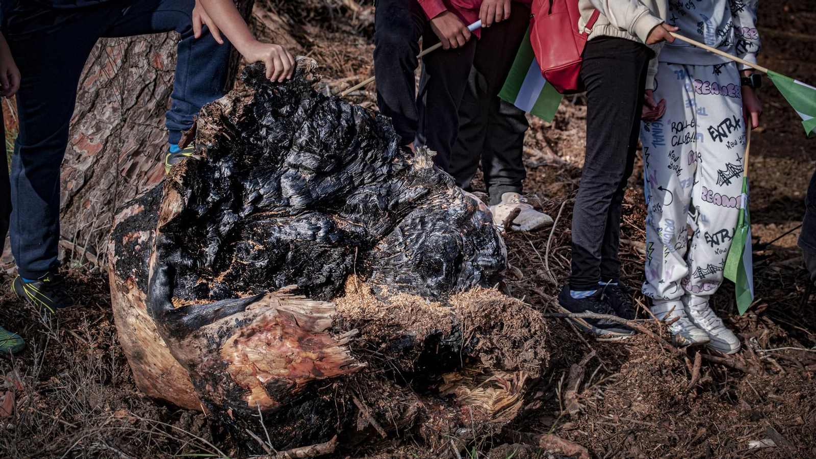 Las imágenes de escolares reforestando el pinar de Las Canteras de Puerto Real.