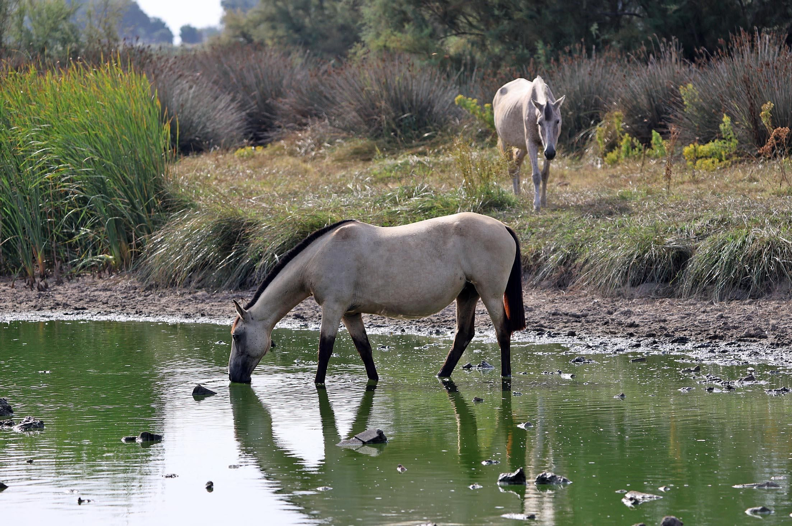 Imágenes del ambiente en el Rocío Chico en la mañana del sábado