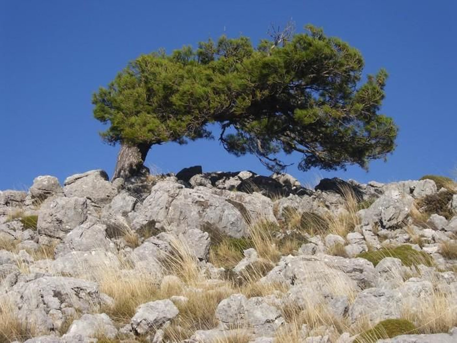 Los Jardines Colgantes La Vegetación de Las Rocas en Cazorla Poyo Sequillo y Cerrada de San Ginés.