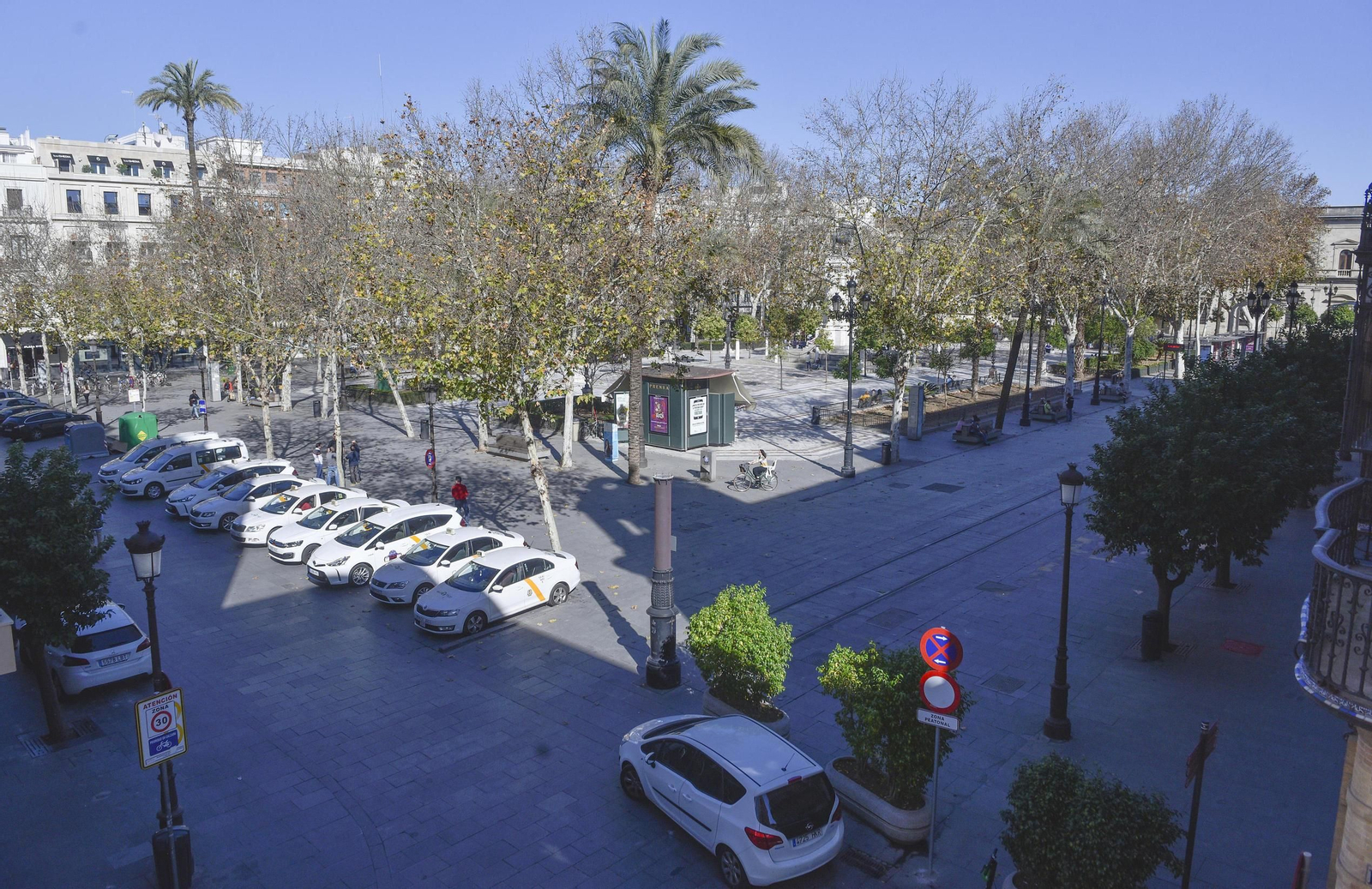 Imagen general del arbolado de la céntrica Plaza Nueva.