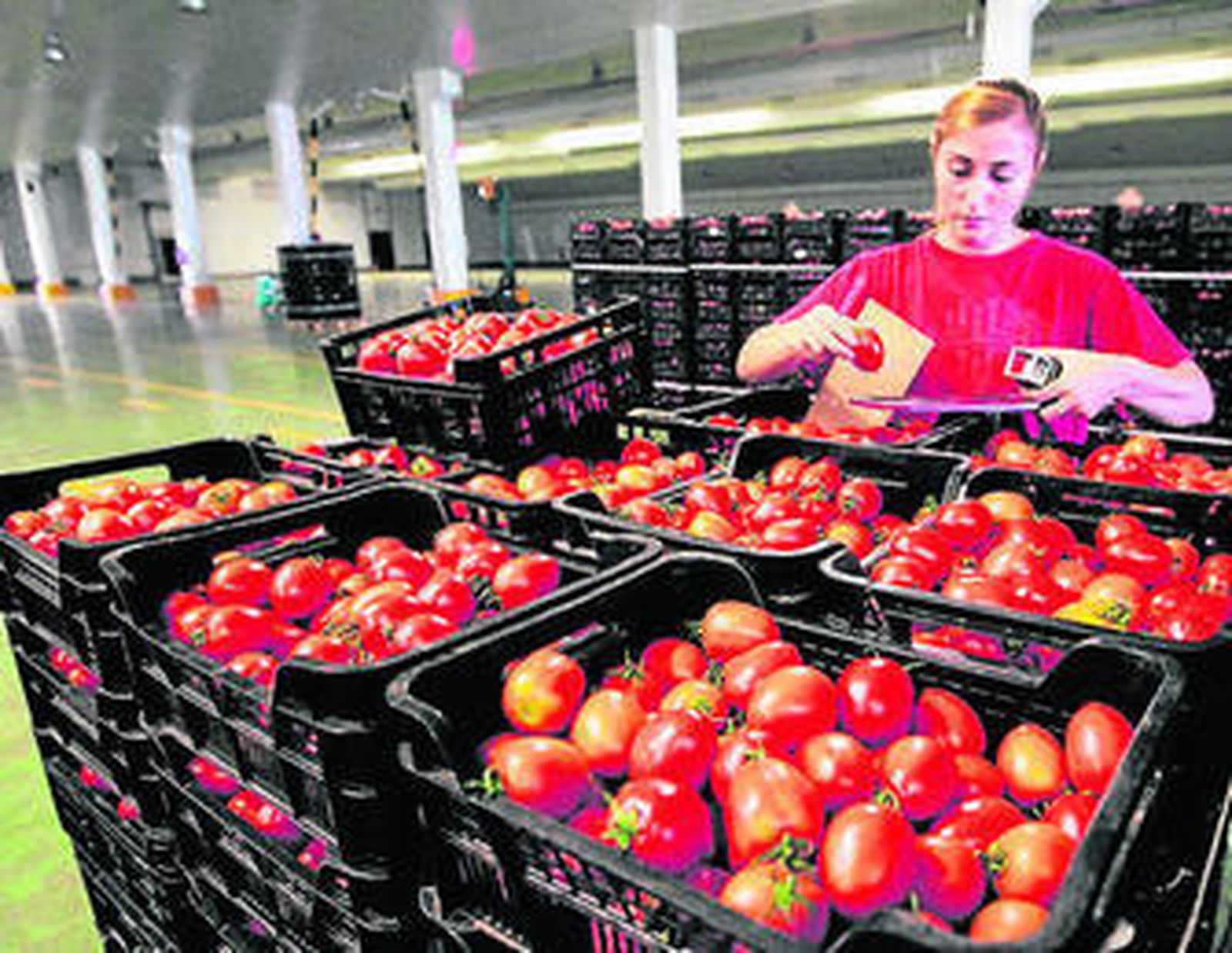 Vegacañada continuará con la comercialización de tomate.