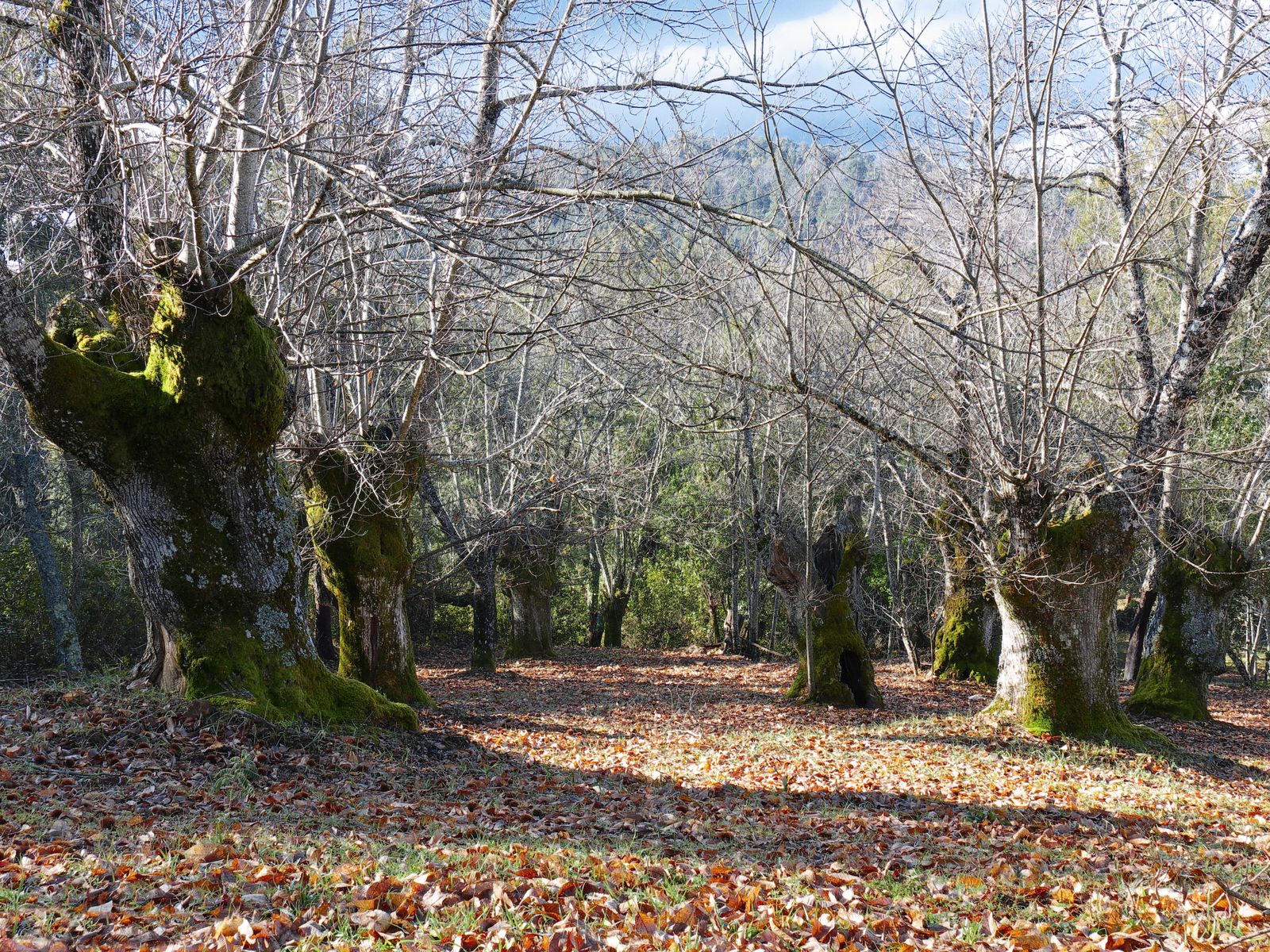 Los castaños son el emblema de la zona. FOTOS: Javier Domínguez Bermúdez.