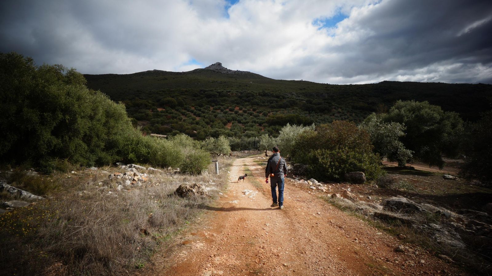Vía pecuaria entre olivares en la Subbética.