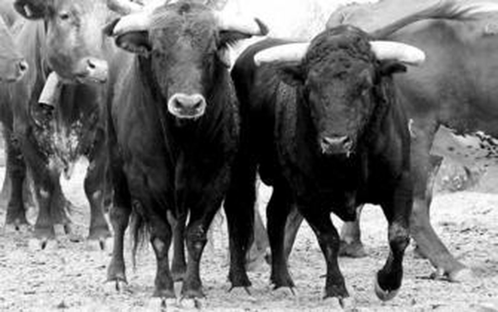 'Alcoholero', castaño, indultado por el Cid y 'Flor de Almedro', negro, indultado por Ponce, conducidos por los cabestros a curar.