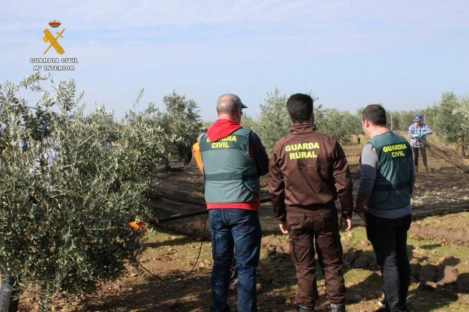 Agentes de la Guardia Civil inspeccionan una finca olivarera Agentes de la Guardia Civil inspeccionan una finca olivarera