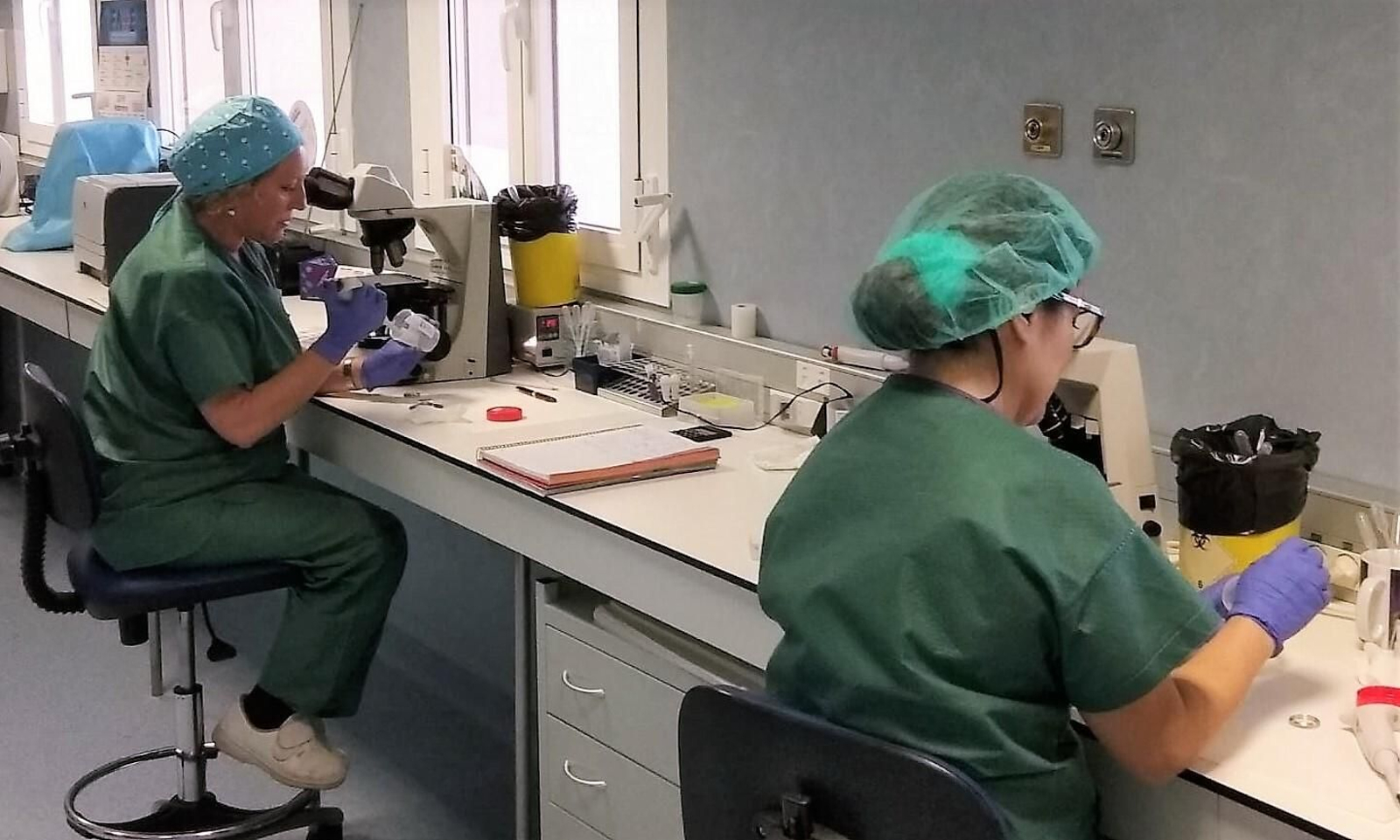 Técnicos realizan seminogramas y preparación de inseminaciones.