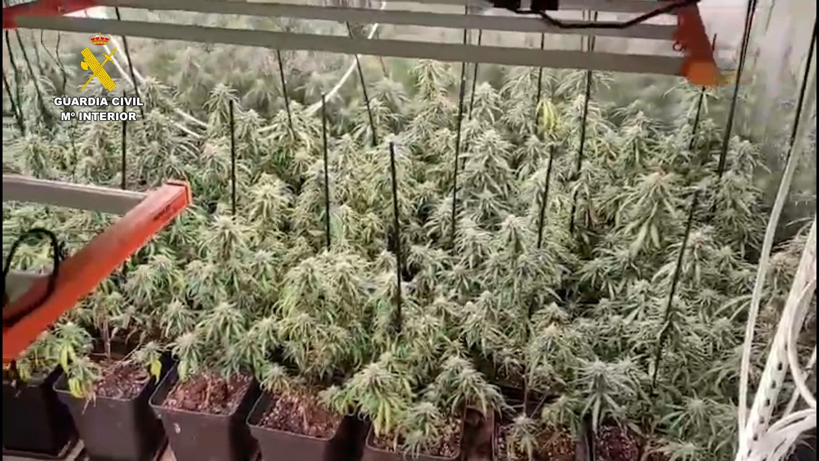 Marihuana intervenida por la Guardia Civil