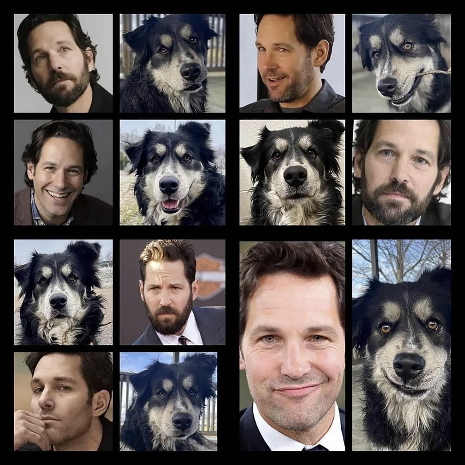 Las poses del perro y Paul Rudd