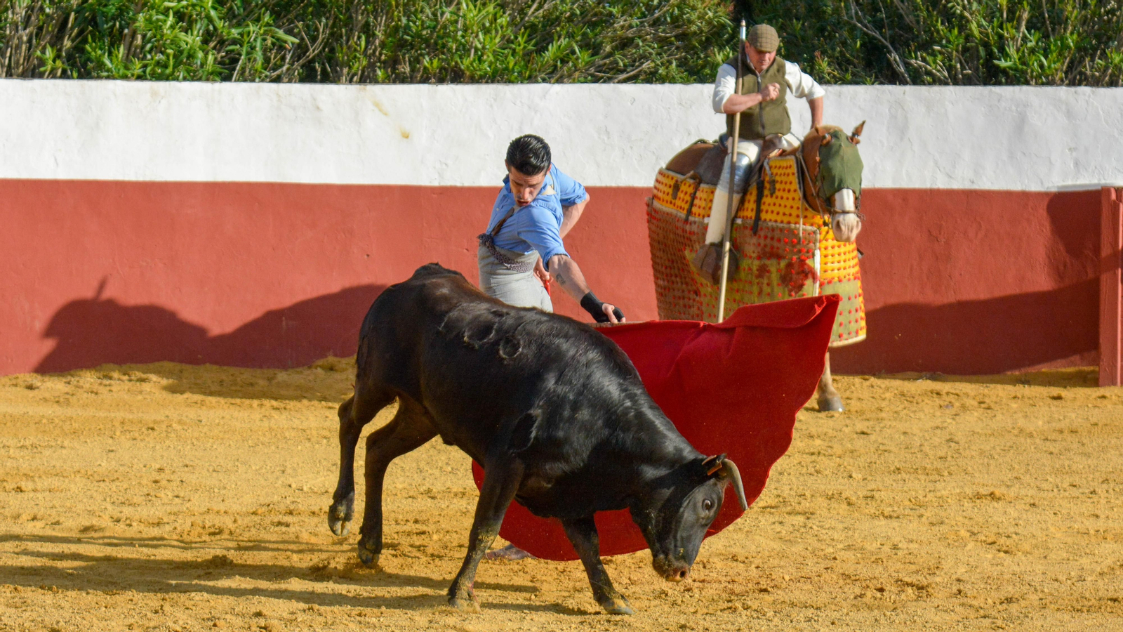 Tentadero con Talavante en la finca La Palmosilla