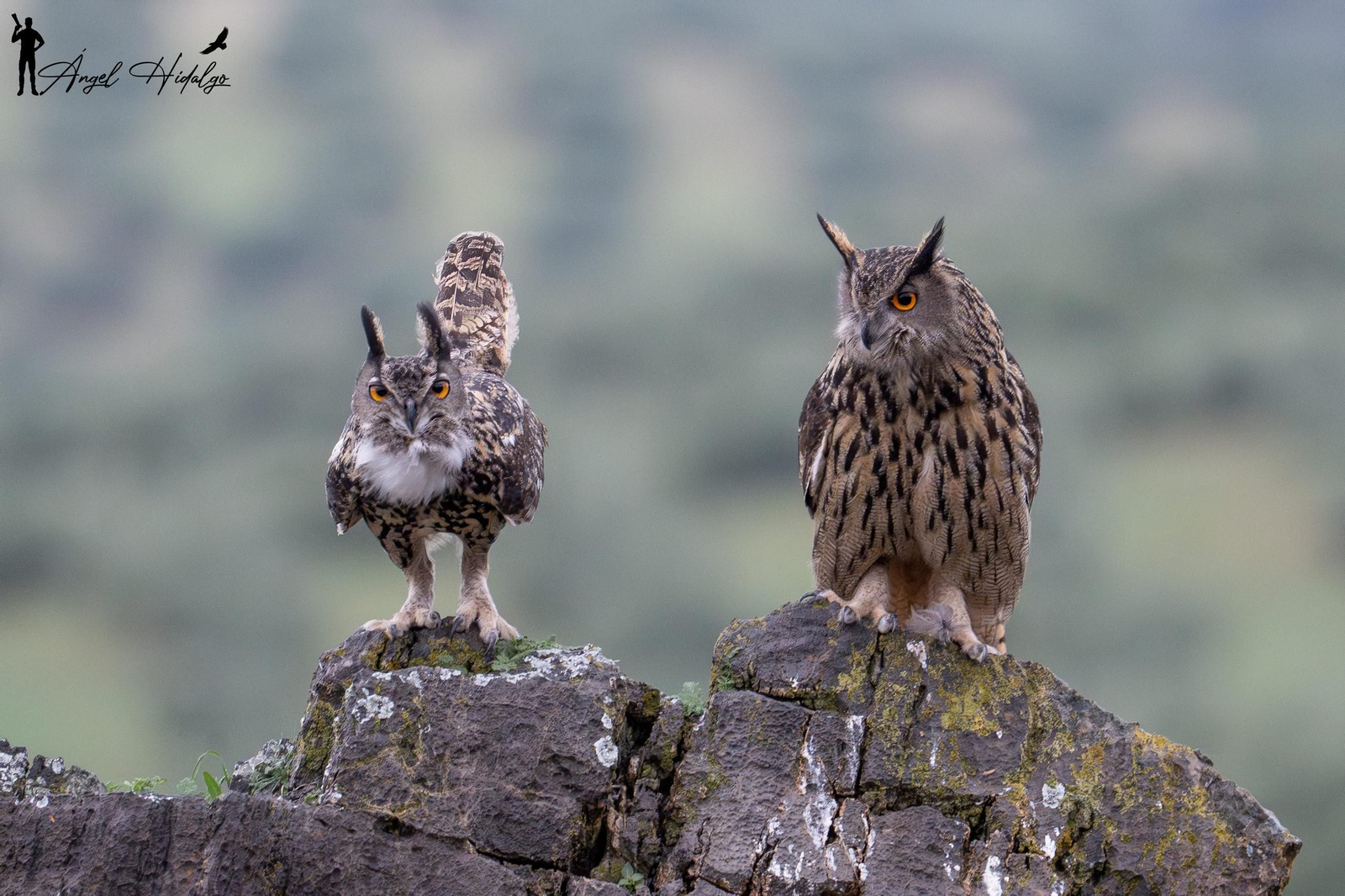 Ángel Hidalgo, el fotógrafo que inmortalizó al lince blanco Satureja: