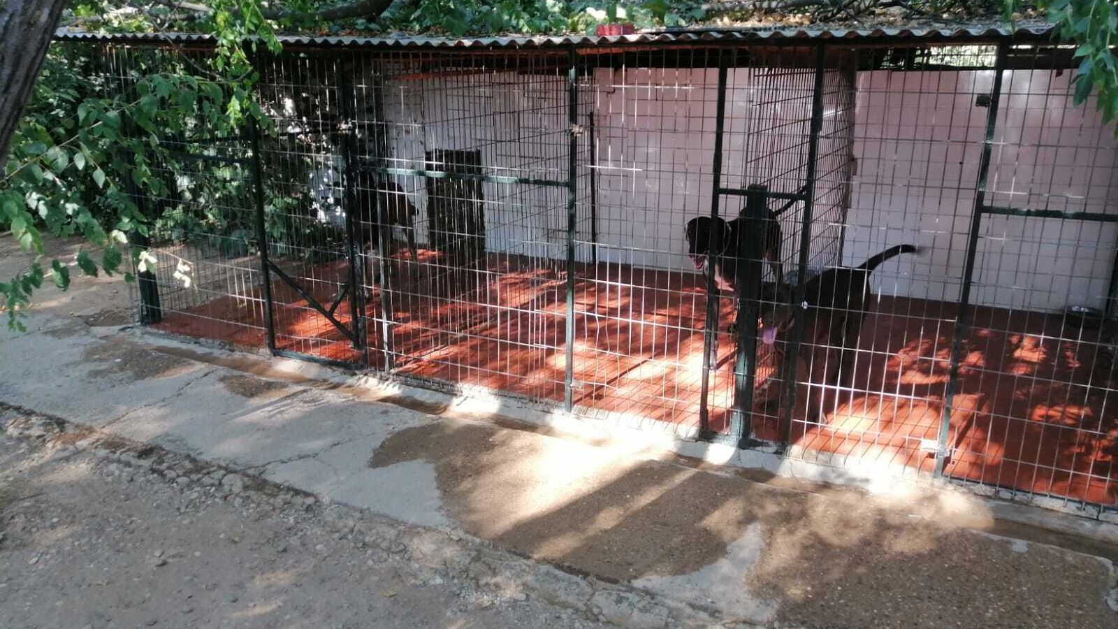 Algunas de las habitaciones de la residencia de animales Séneca.