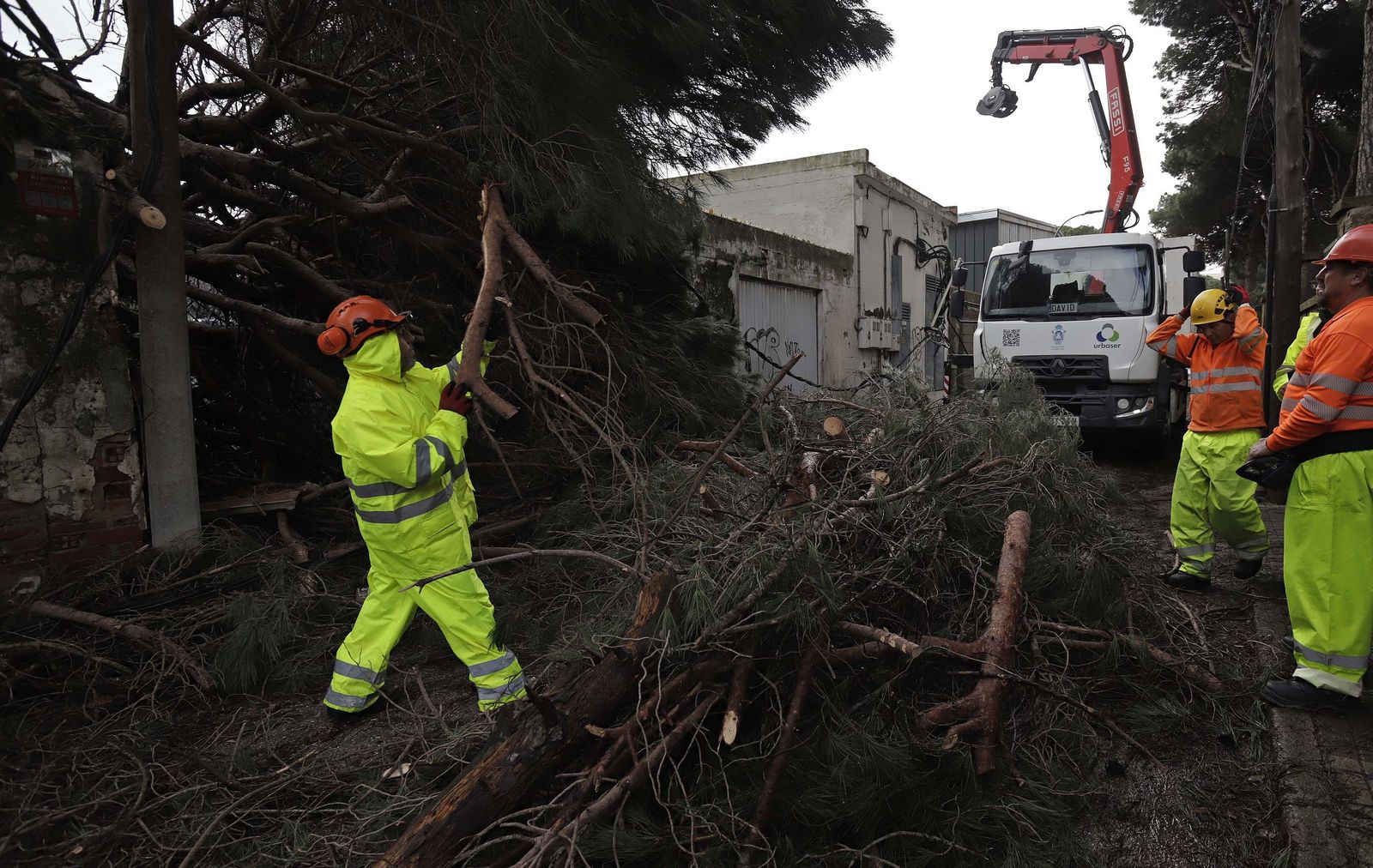 24 horas sin electricidad en la urbanización Los Pinos por árboles caídos tras la borrasca Kristin, en imágenes