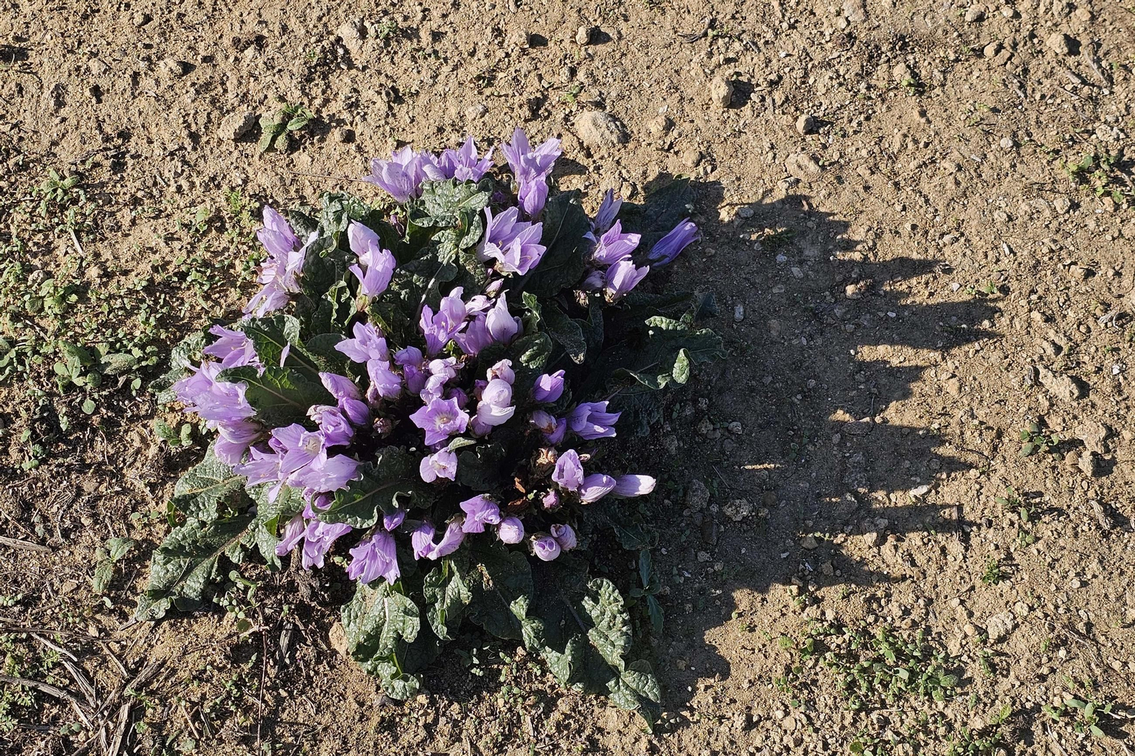 Fotografías del estado del Parque del Centenario de Algeciras