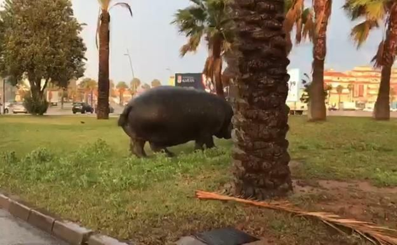 El hipopótamo supuestamente a la fuga