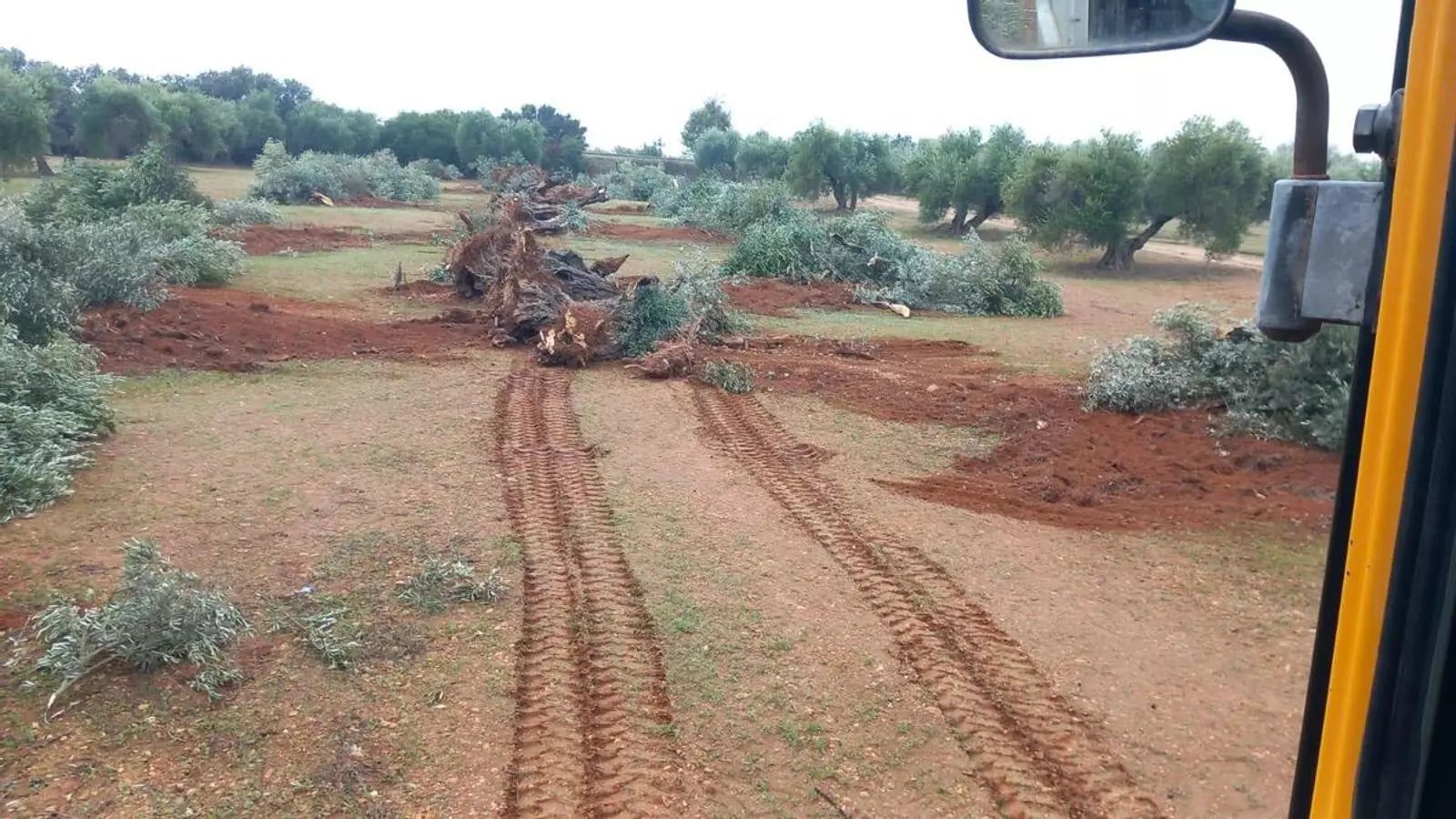 Olivos arrancadas en la zona de Lopera y Arjonilla.