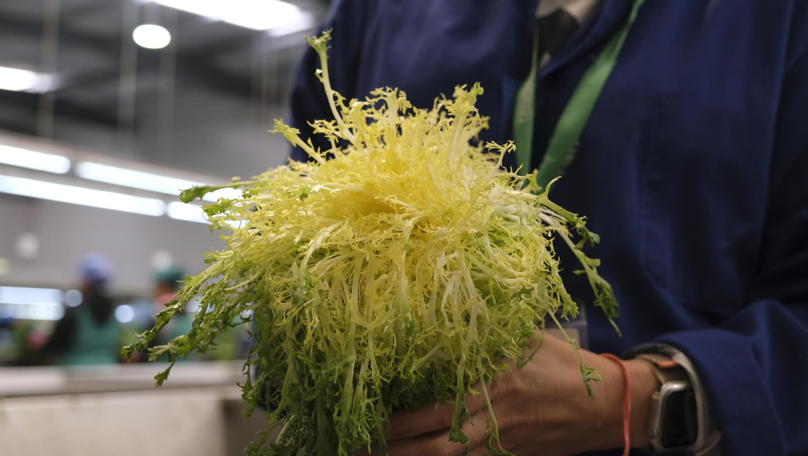 Desde Cuevas del Almanzora para el resto del mundo, las mejores escarolas con Cuadraspania, en imágenes