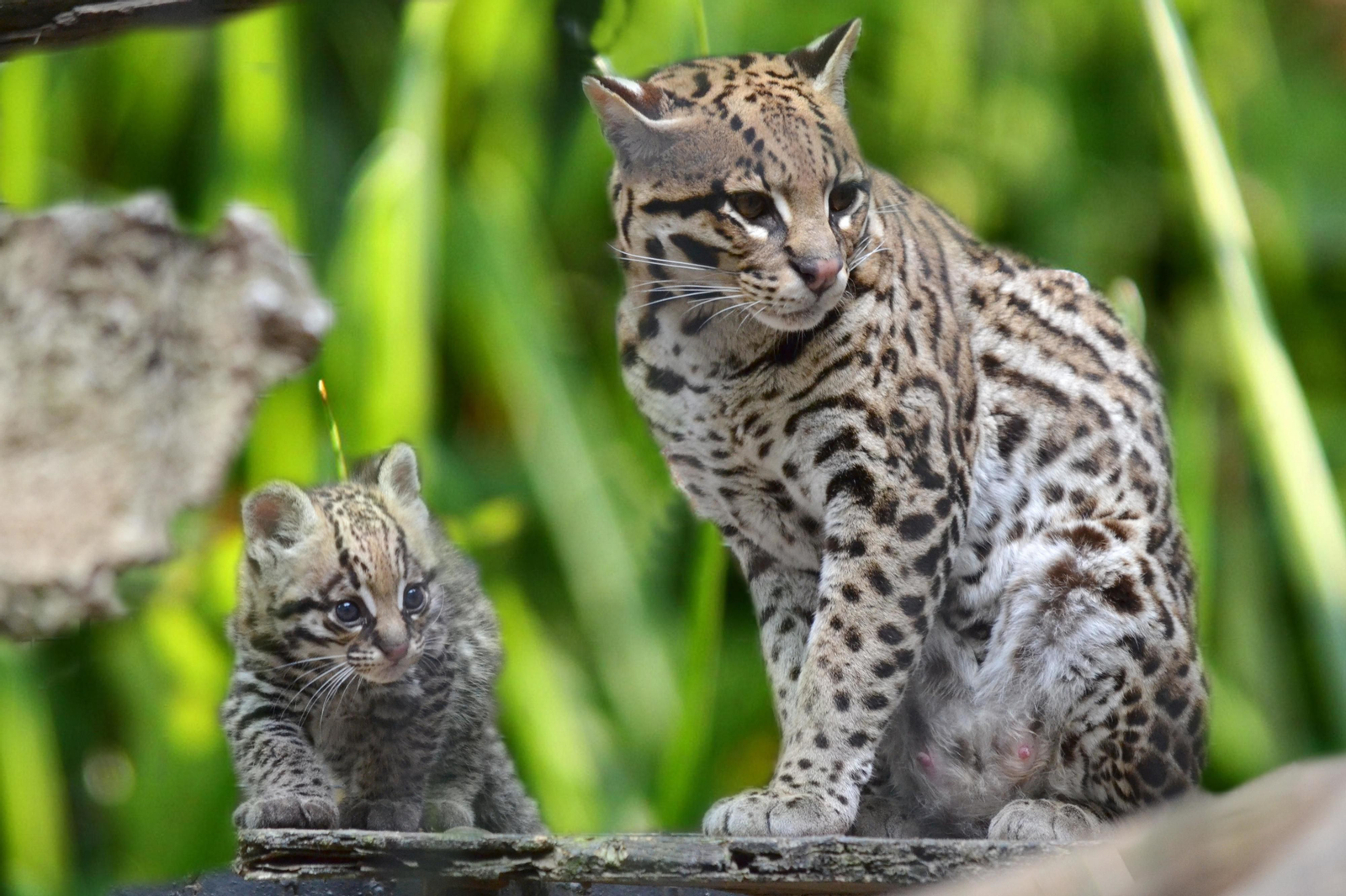 La cría de ocelote, junto a su madre en las instalaciones de ocupan en el Zoobotánico de Jerez.