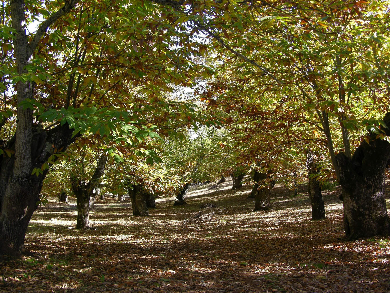 Castaños en Huelva.