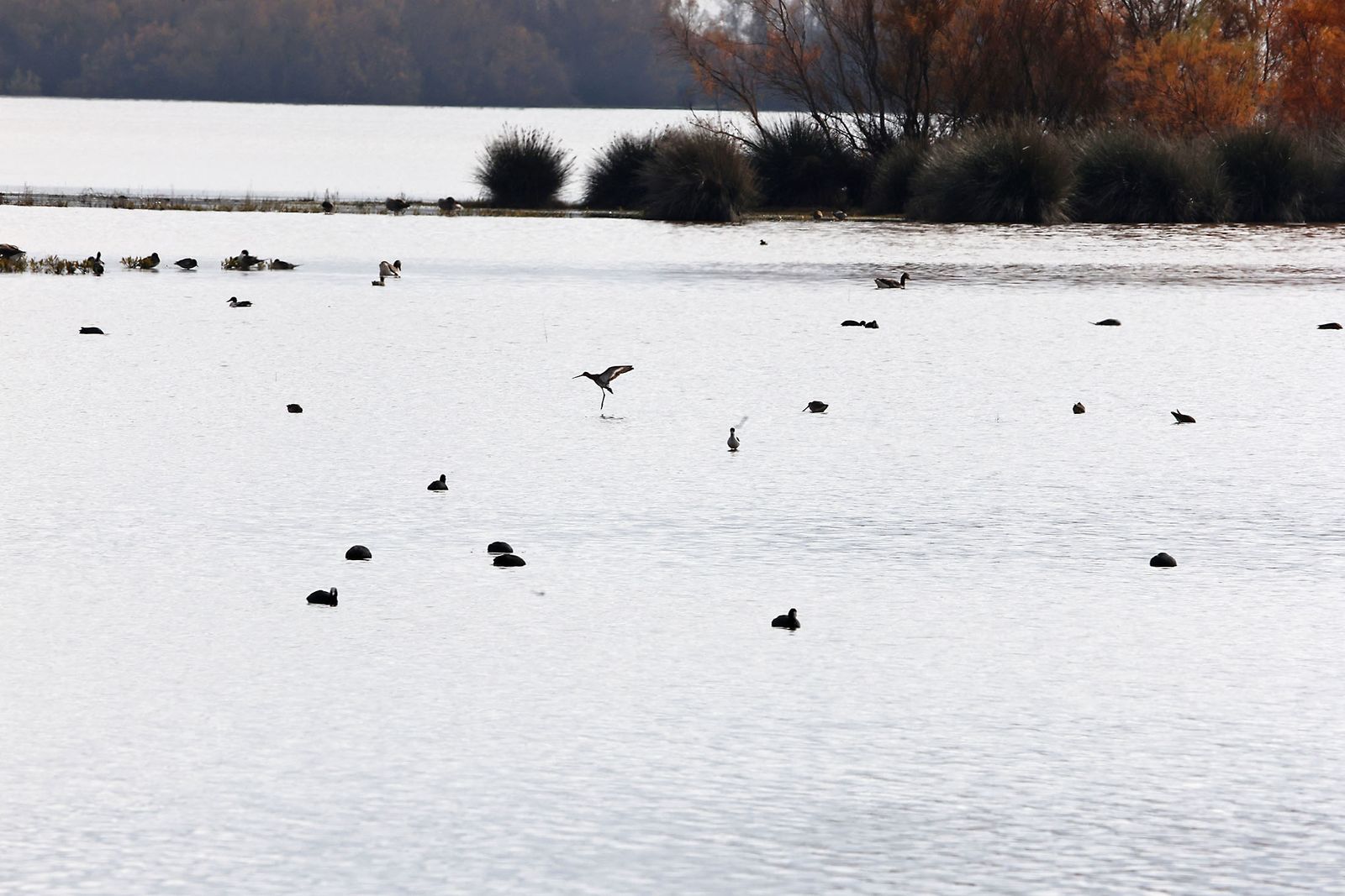 Estado actual en el que se encuentran las Marismas del Rocío tras las últimas lluvias