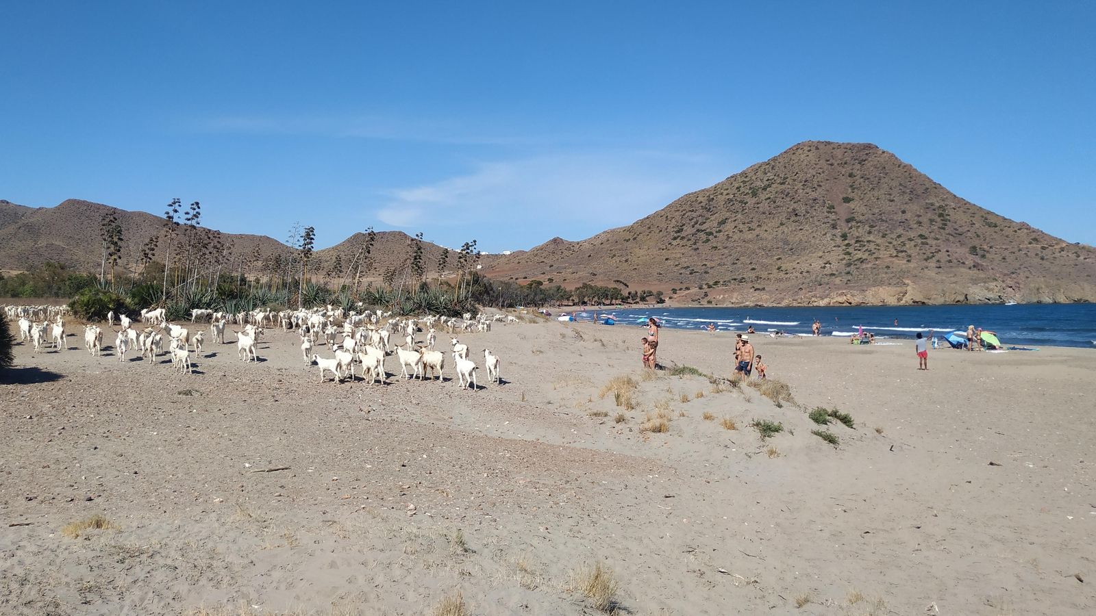 Las últimas cabras del rebaño en su retirada hacia el interior mientras los bañistas se acercan