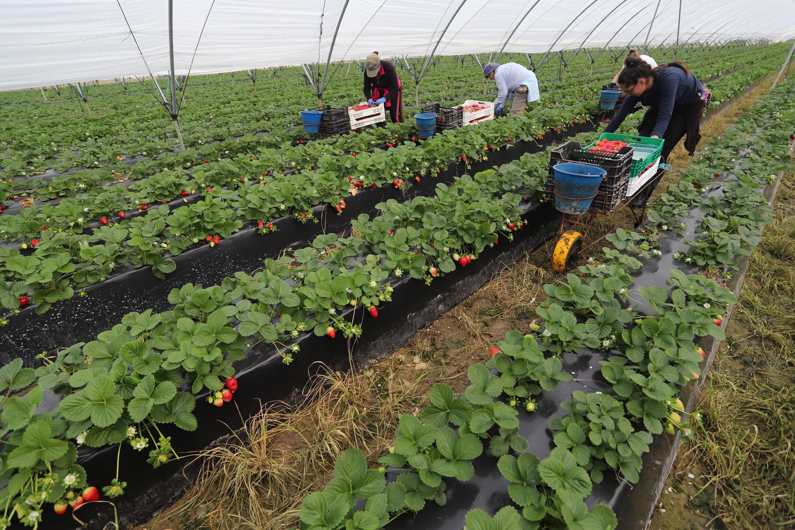Un grupo de jornaleras recolecta fresa en una explotación de la provincia onubense.