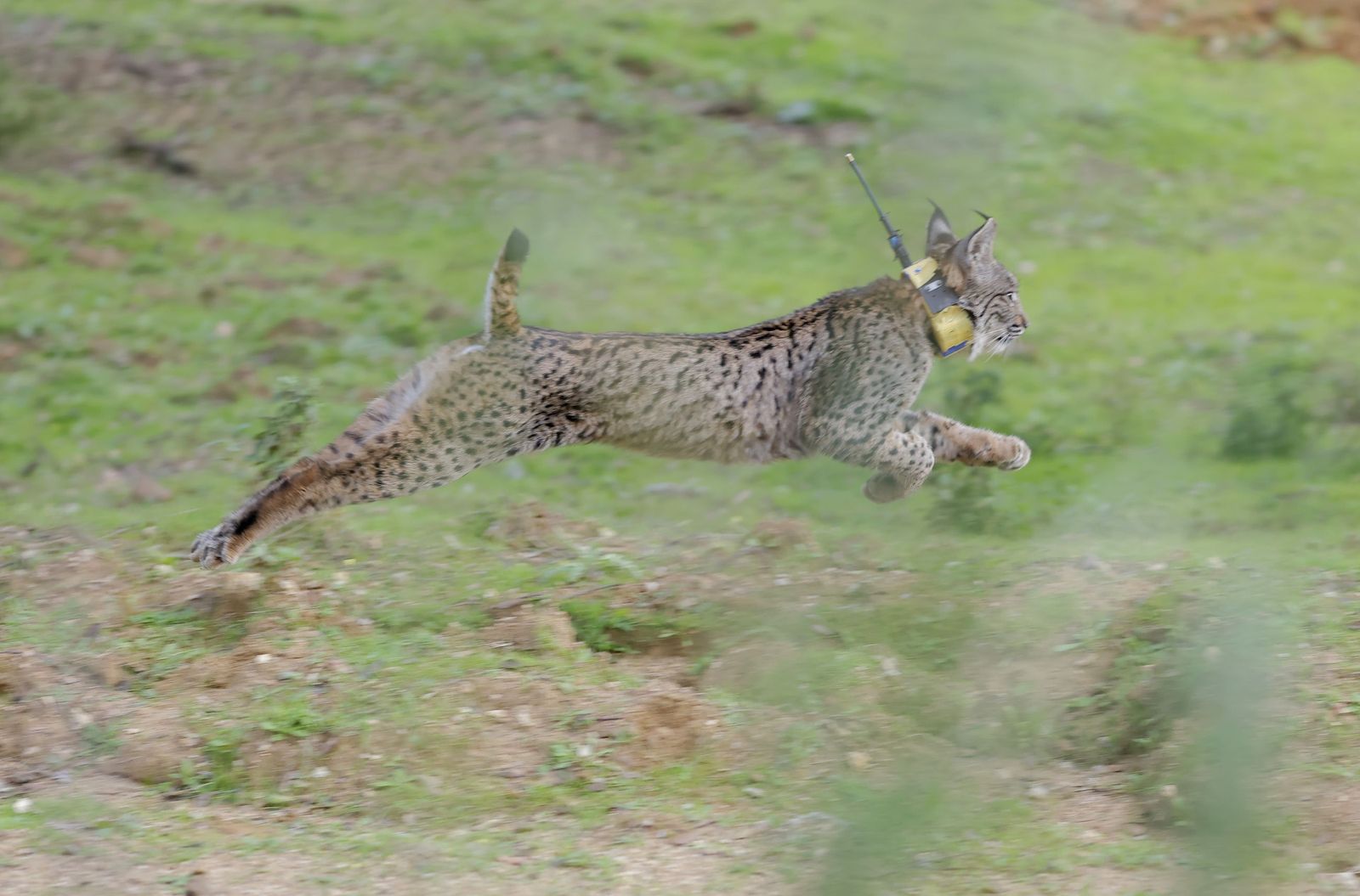 Wando y Wadala liberados en Lora del Rio