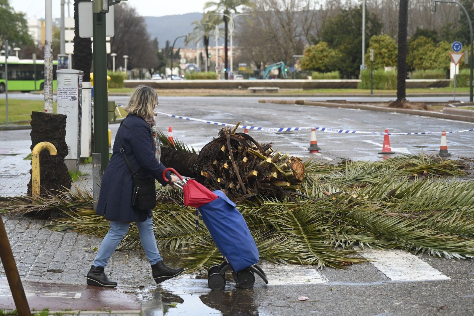 Las imágenes de los destrozos de la borrasca Kristin en Córdoba: árboles arrancados y desprendimientos de tejados y fachadas