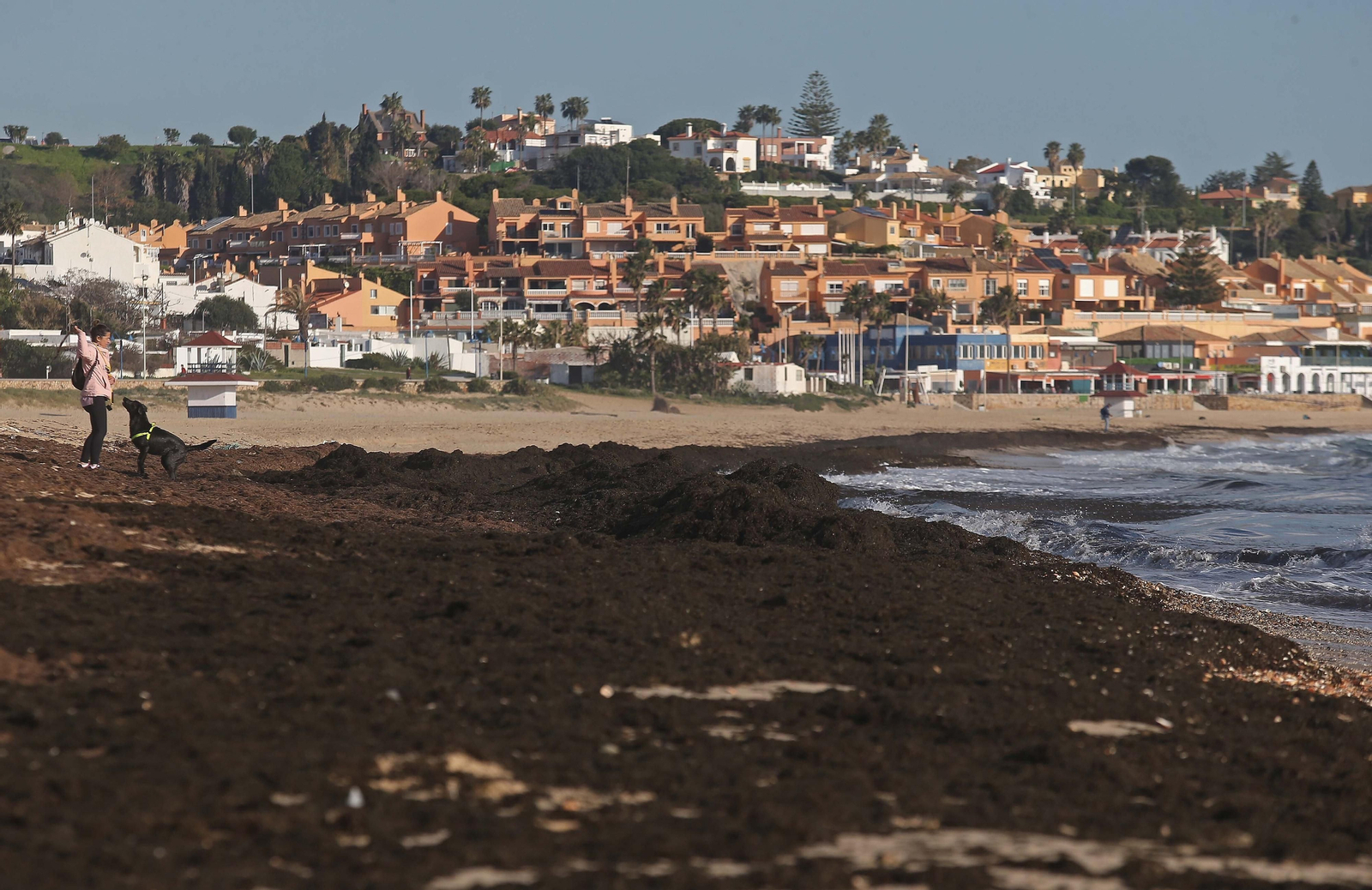 Fotos del alga invasora en la playa de Getares