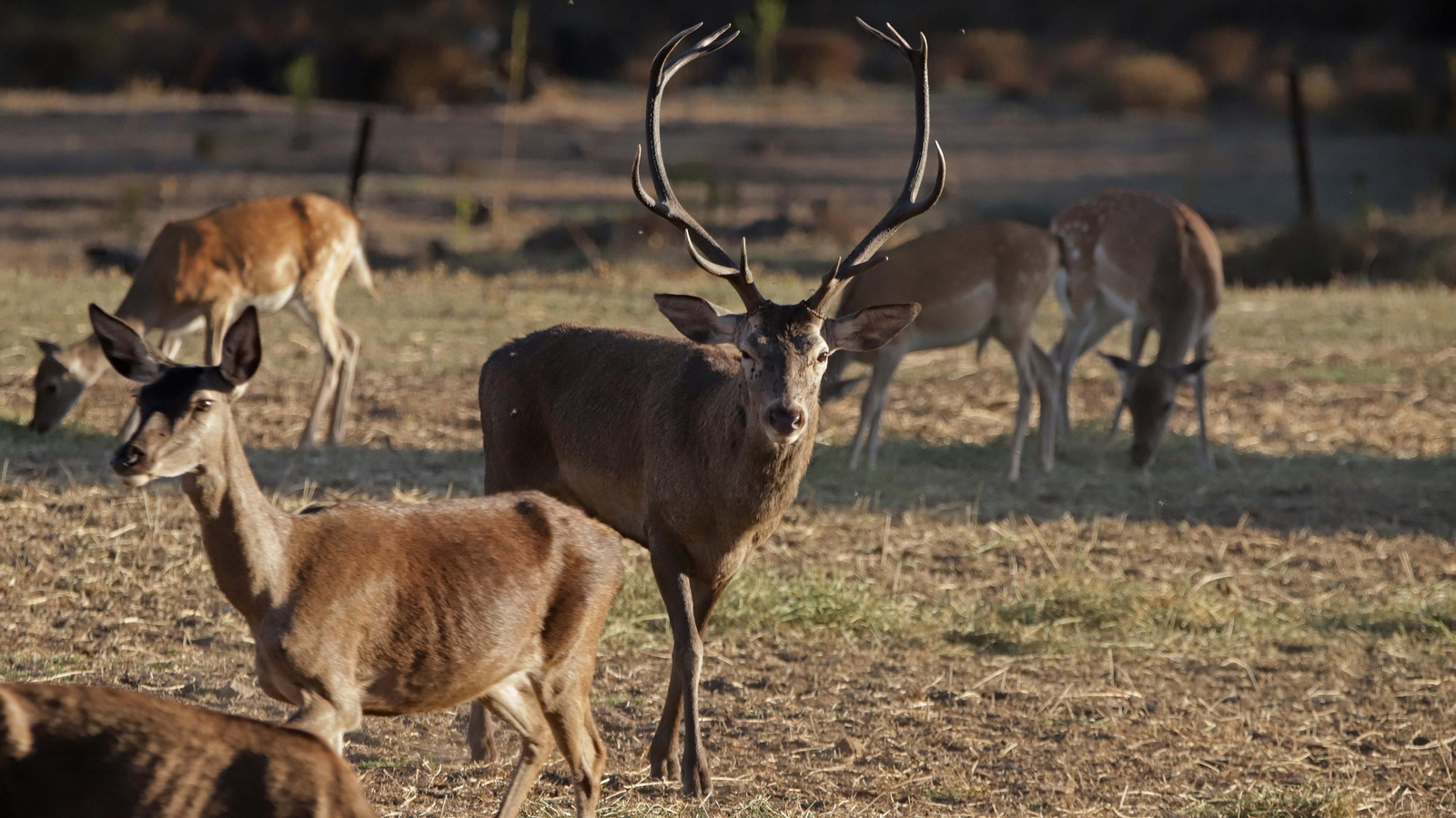 Fotos de la berrea en el Parque Natural de Los Alcornocales